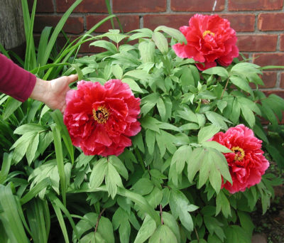 Tree peony blossoms