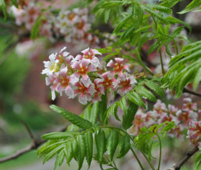 Yellowhorn blossoms