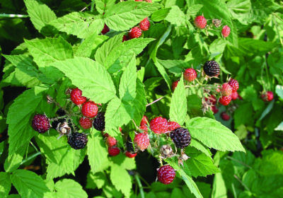 Blackcaps on plant