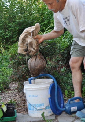 Making compost tea