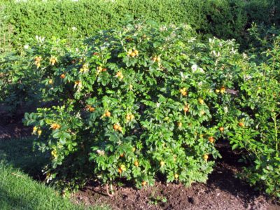 Rugosa rose hips