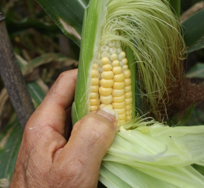 Corn, testing for ripeness