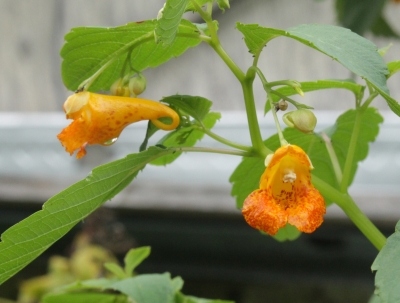 jewelweed blossom