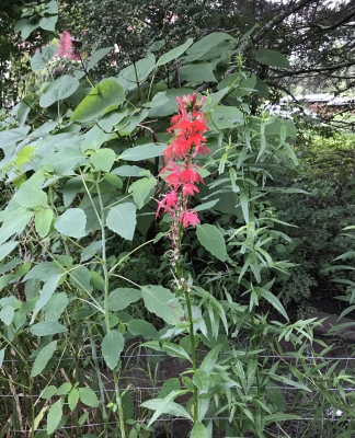 Cardinal flower I planted