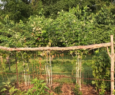 Pruned blackcaps