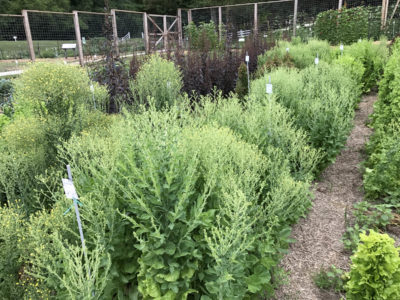 Bolting lettuce plants