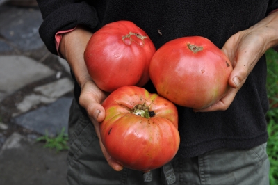 Ripe tomatoes