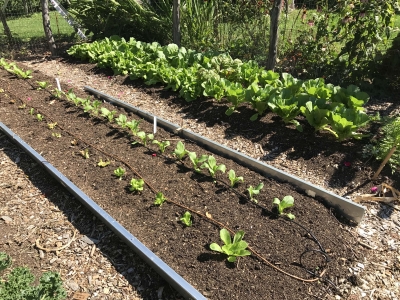 Chinese cabbage transplants