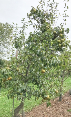 Frederick Clapp pear tree