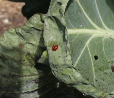 Ladybug on cabbage leaf