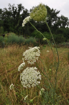 Queen anne's lace