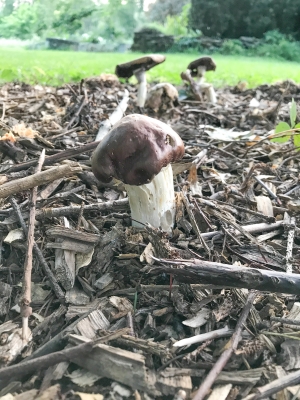 Stropharia mushroom