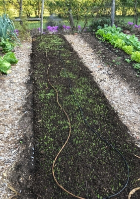 Oats sprouting