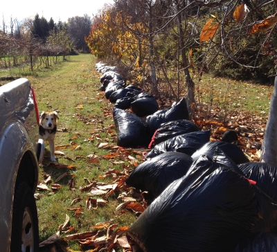 Lots of Black Trash Bags with Autumn Leaves in Them Around a Tree