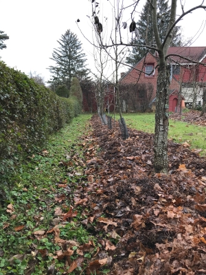 Mulch, leaf mold on pear