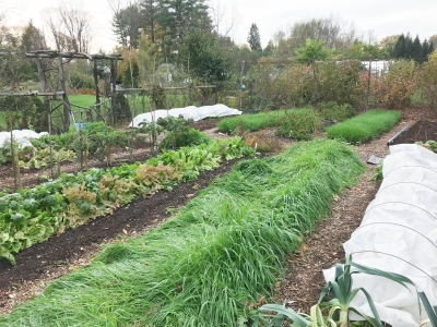 Garden view, the morning after