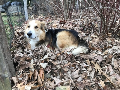 Sammy also likes the mulch