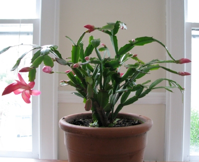 Christmas cactus