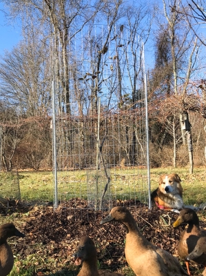 Deer protection, high fence