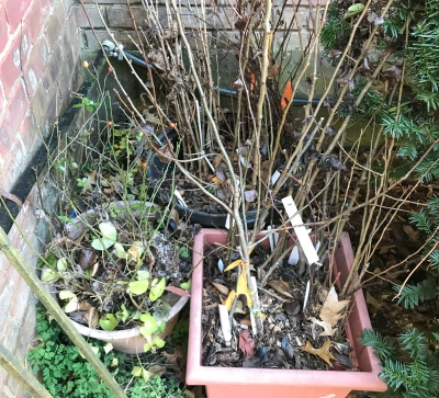 plants, almost ready for winter