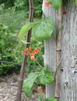 Scarlet runner bean flower