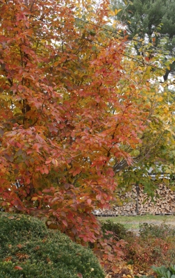 Stewartia in fall