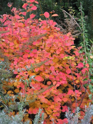 fothergilla, fall color