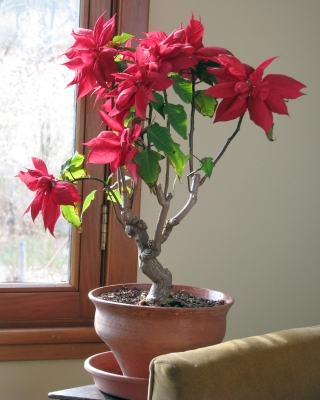 Poinsettia plant