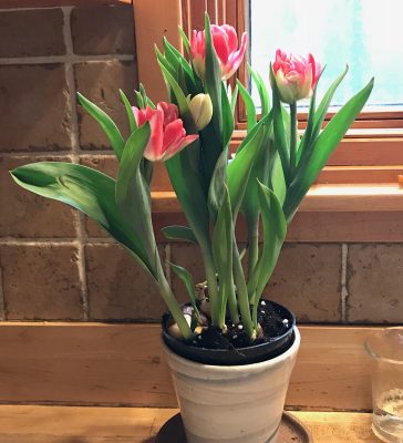 Forced tulip bulbs
