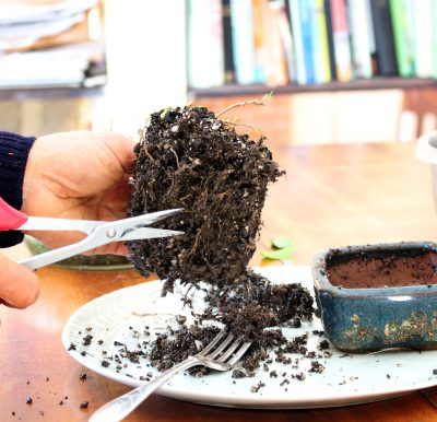 Bonsai root pruning