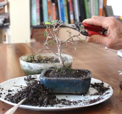 Bonsai stem pruning