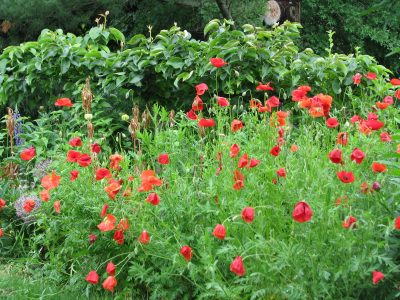 Corn poppies and pear trees