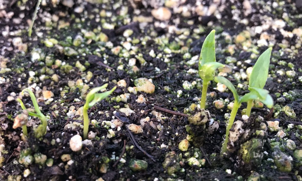 Peppers & Potting Soil