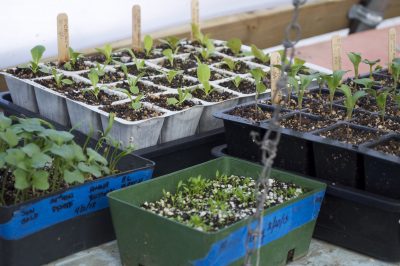 Seedlings in greenhouse