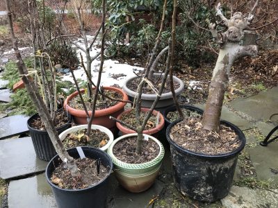 Potted figs and snow