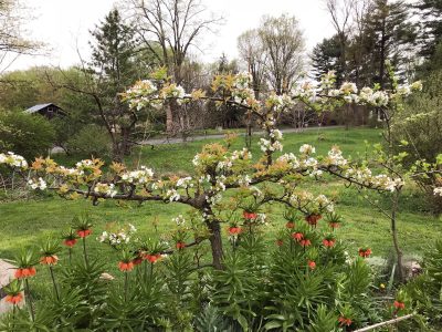 Asian pear espalier flowering