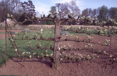 Pear espalier