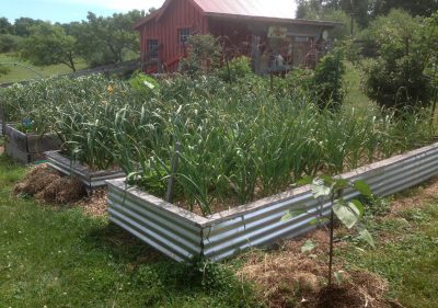 Metal edged raised beds