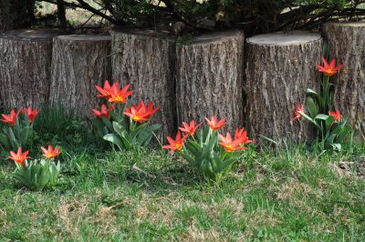 Microclimate, early tulips