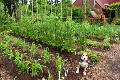 Dog Sammy and garden beds