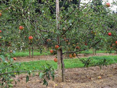 Tied branches in British orchard