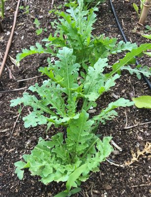 Italian arugula