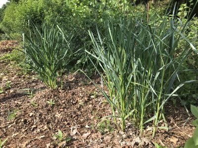 Garlic volunteer plants