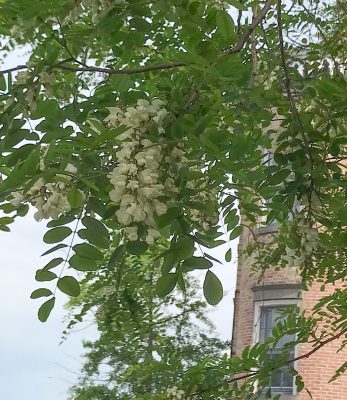 Black locust flowers