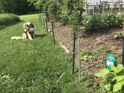 Sammy & electric fence