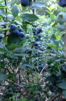 Blueberries galore