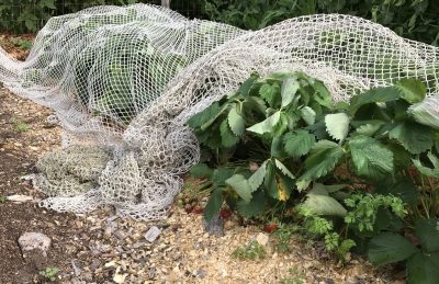 Netted strawberries