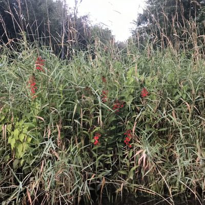 Cardinal flower Black Creek