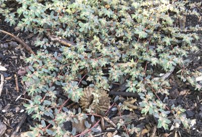 Euphorbia maculate, spotted spurge2