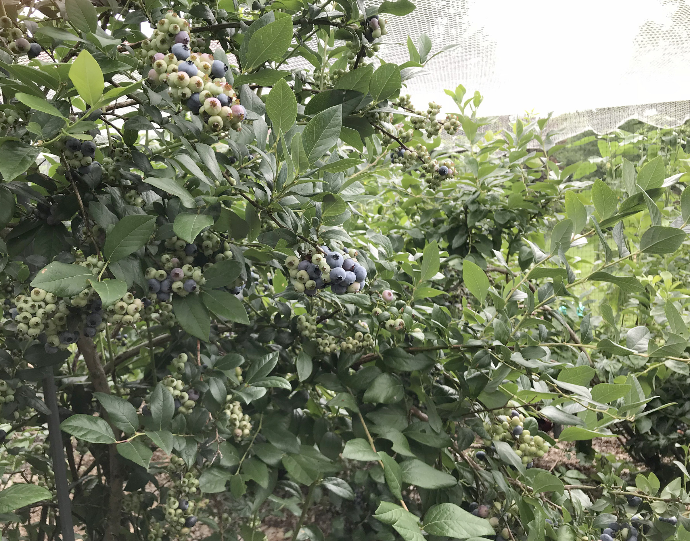 Blueberry patch in early August